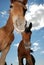 Horses on the lake in summer.