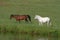 Horses at Lakeside