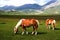 Horses with landscape