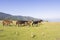 Horses Landscape Pollino