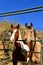 Horses leaning over a corral gate