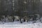 Horses on a leash in the forest.