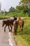 Horses left alone to eat along road, Hampi, Karnataka, India