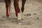 Horses legs