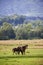 Horses at liberty in the mountains in Romania