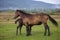 Horses at liberty in the mountains in Romania