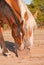 Horses licking on a salt block