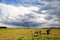 Horses and little foals on pasture grazing