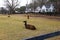 Horses and llamas and geese grazing on green and yellow grass on a farm surrounded by lush green and bare winter trees