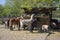 Horses, llamas and goats eat at the feeder, farm animals enjoying sunny springtime day in the coutry