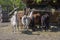 Horses, llamas and goats eat at the feeder, farm animals enjoying sunny springtime day in the coutry