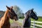 Horses looking curious what happened outside the meadow