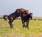 Horses make love in the steppe in the spring