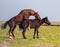 Horses make love in the steppe in the spring