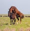 Horses make love in the steppe in the spring