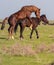 Horses make love in the steppe in the spring