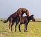 Horses make love in the steppe in the spring