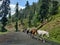 Horses Making An Uphill Journey Towards Sinthan Pass