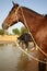 Horses in Mali