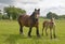 Horses, mare and foal