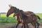 Horses mares and foals in the Argentine countryside