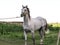 Horses mares and foals in the Argentine countryside