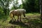 Horses at a meadow