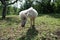 Horses at a meadow