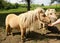 Horses at a meadow