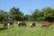 Horses on a meadow