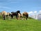 Horses in the meadow in Alps