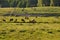 Horses in the meadow in Drawskie Lakeland (Poland)