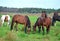 Horses on a meadow in Ireland