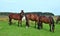 Horses on a meadow in Ireland