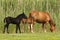 Horses on meadow mare and two foals