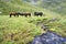 Horses at the meadow near stream,Caucasus mountain