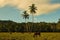 Horses in a meadow with palm trees and grass.