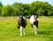 Horses in meadow. Summer day