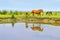 Horses on a meadow in water