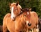 Horses on the meadows, summer