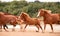 Horses on the meadows, summer