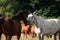 Horses meeting and greeting one another