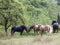 Horses meeting in pasture under tree in summer