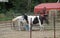 Horses in metal holding pen