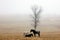 Horses in a misty field