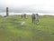 Horses on the moors of Dartmoor