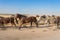 Horses Motion Blur herded into the corral.