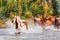 Horses in Motion Galloping Across a River in Alberta During Autumn