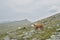 Horses. Mountain Altai landscape, Russia