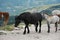 horses in the mountain area of the gran sasso d'italia abruzzo